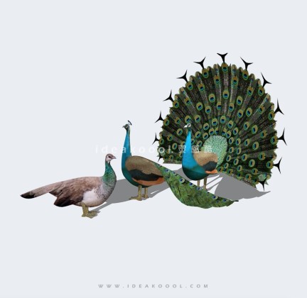 孔雀丨