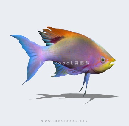 鱼模型丨