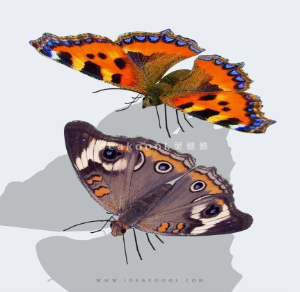 蝴蝶模型丨