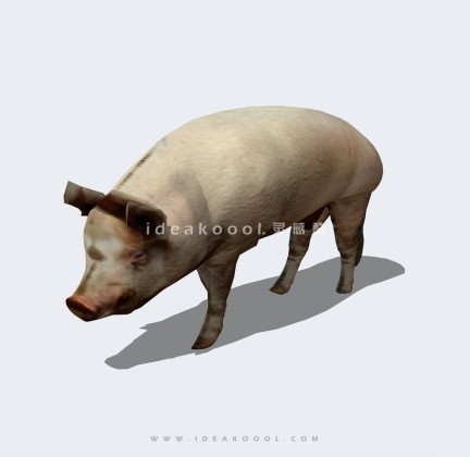 猪模型丨