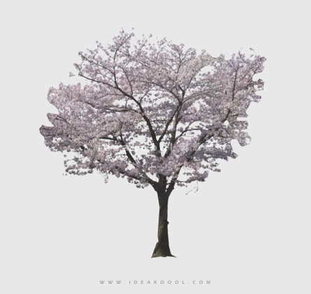 开花色叶乔木植物丨