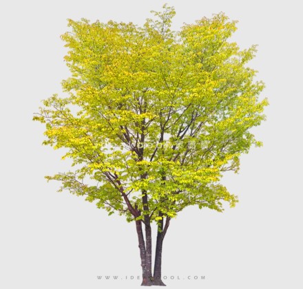 开花色叶乔木植物丨