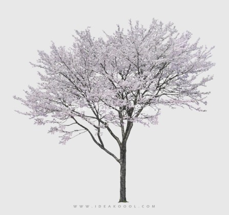 开花色叶乔木植物丨