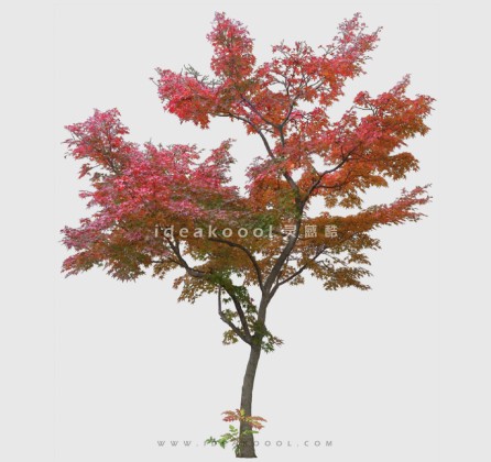 开花色叶乔木植物丨