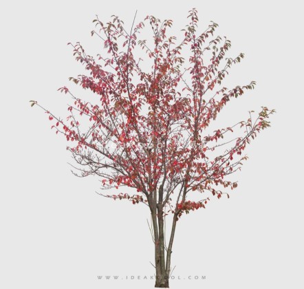 开花色叶植物丨