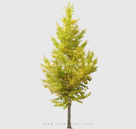 开花色叶乔木植物丨