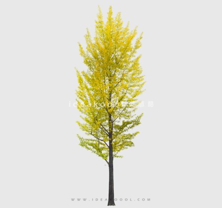 开花色叶乔木植物丨