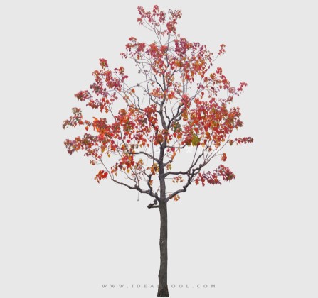 开花色叶乔木植物丨