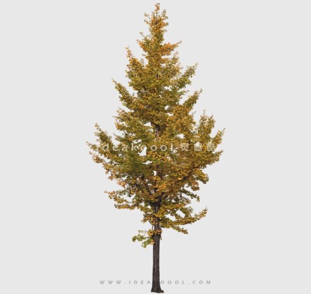 开花色叶乔木植物丨