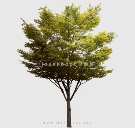 开花色叶乔木植物丨