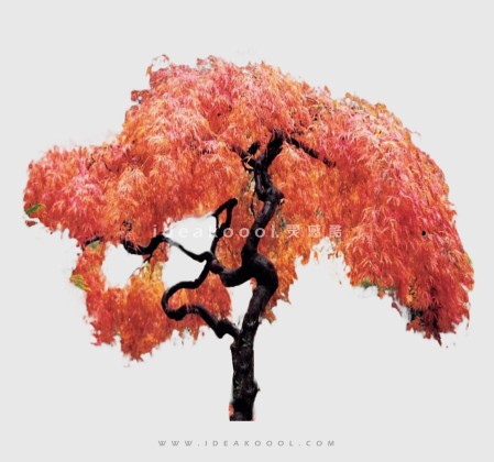 开花色叶乔木植物丨