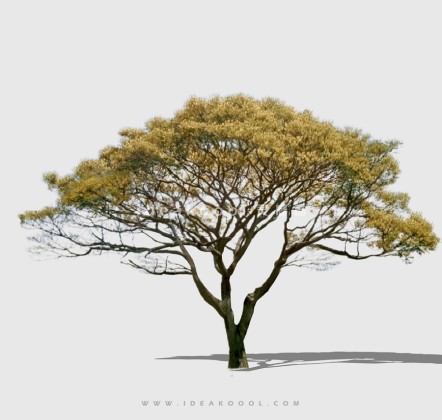 开花色叶乔木植物丨