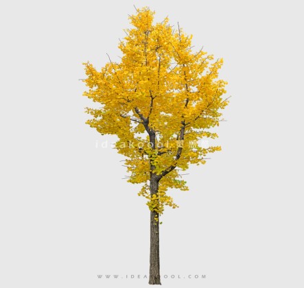 开花色叶乔木植物丨