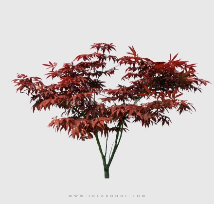 开花色叶乔木植物丨