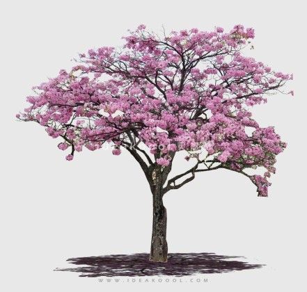 开花色叶乔木植物丨