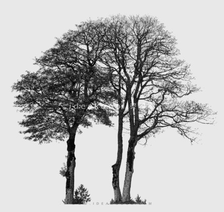 冬季枯枝落叶树丨