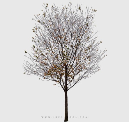 冬季枯枝落叶树丨