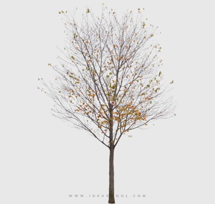 冬季枯枝落叶植物丨