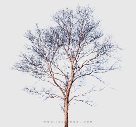 冬季枯枝落叶植物丨