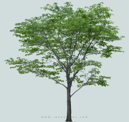 常绿乔木模型丨