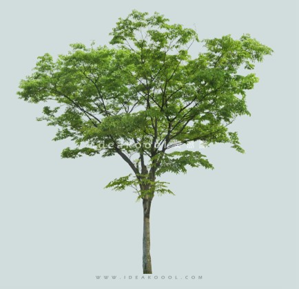 常绿乔木模型丨