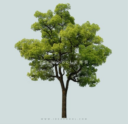 常绿乔木模型丨