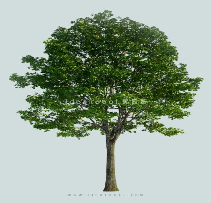 常绿乔木模型丨