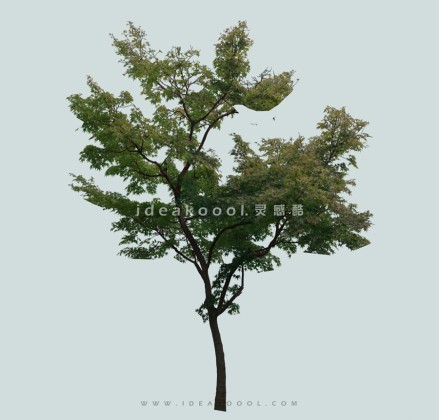 常绿植物模型丨