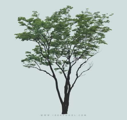 常绿植物模型丨