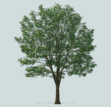 乔木植物模型丨