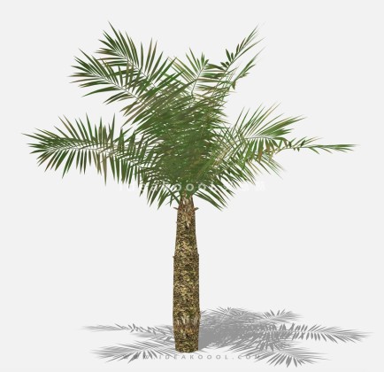 棕榈树丨