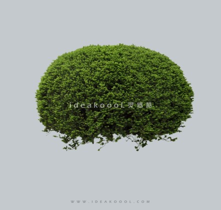 灌木球模型丨