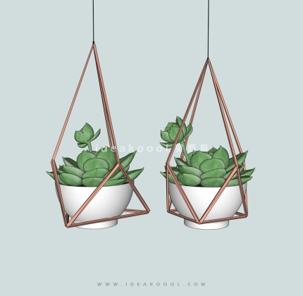 垂挂植物盆栽丨