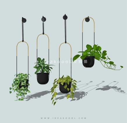 垂挂植物盆栽丨