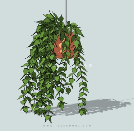 垂挂植物盆栽丨