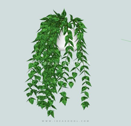 垂挂植物盆栽吊兰丨