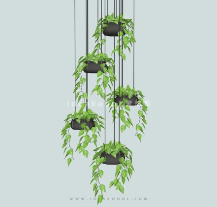 垂挂植物盆栽吊兰绿箩丨