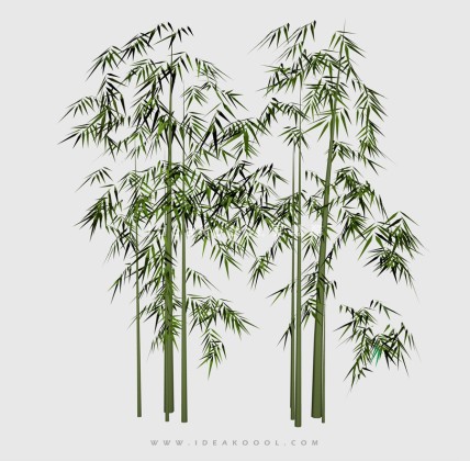 竹子丨