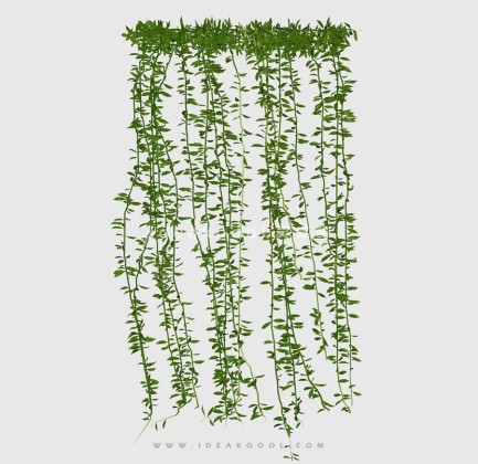 藤蔓垂挂植物丨