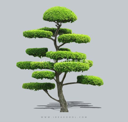 禅意观赏树 庭院造型树植物丨