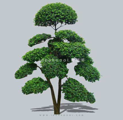 禅意观赏树 庭院造型树植物丨