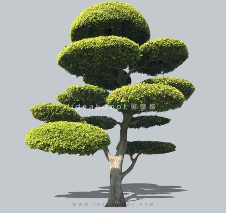 禅意观赏树 庭院造型树植物丨