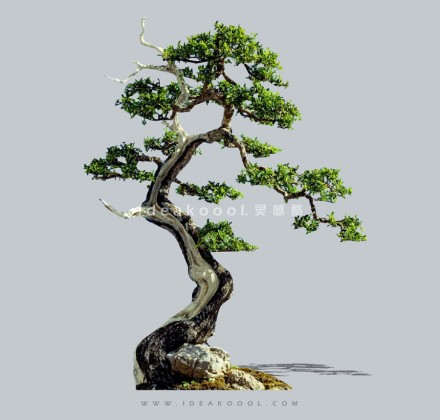 禅意观赏树 庭院造型树植物丨