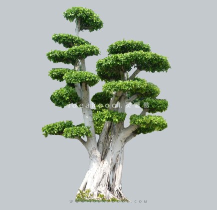 禅意观赏树 庭院造型树植物丨