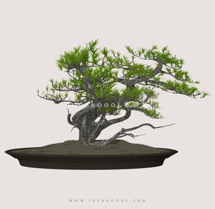 罗汉松造型松盆栽植物丨