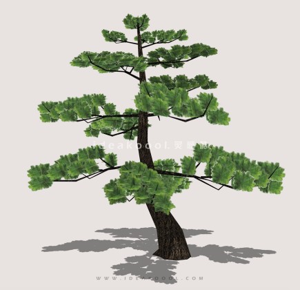 罗汉松造型松盆栽植物