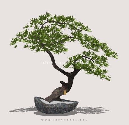 罗汉松造型松盆栽植物丨