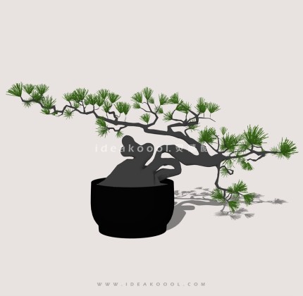 罗汉松造型松盆栽植物丨