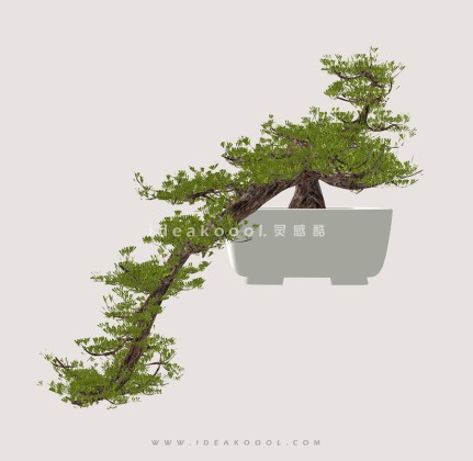 禅意观赏树 罗汉松造型松盆栽植物丨