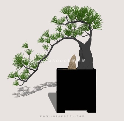 禅意观赏树 罗汉松造型松盆栽植物丨